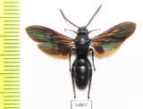 Scoliidae sp.  Solomon isl. - INSECTS-STORE.RU