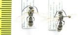 Scoliidae sp.  Kazakhstan - INSECTS-STORE.RU