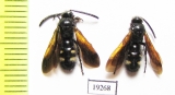 Scoliidae sp.  Russia, Volgograd reg. - INSECTS-STORE.RU