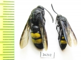 Scoliidae sp.  Russia, Volgograd reg. - INSECTS-STORE.RU