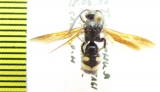 Scoliidae sp.  Turkmenistan - INSECTS-STORE.RU