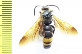 Scoliidae sp.  Uzbekistan - INSECTS-STORE.RU
