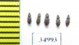 Monotomidae, Monotoma sp.  Russia, Tver reg. - INSECTS-STORE.RU