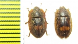 Nitidulidae sp.  Bolivia - INSECTS-STORE.RU