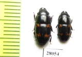 Nitidulidae sp.  China, Sichuan prov. - INSECTS-STORE.RU