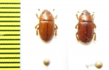 Nitidulidae sp.  Paraguay - INSECTS-STORE.RU