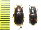 Nitidulidae sp.  Peru/Korea - INSECTS-STORE.RU