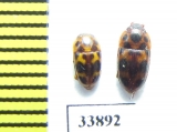 Nitidulidae sp.  Russia, Far East - INSECTS-STORE.RU