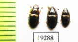 Nitidulidae sp.  Russia, Far East - INSECTS-STORE.RU