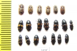 Nitidulidae sp.  Russia, Tver reg. - INSECTS-STORE.RU