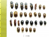 Nitidulidae sp.  Russia, Tver reg. - INSECTS-STORE.RU