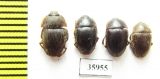 Nitidulidae sp.  Tanzania - INSECTS-STORE.RU