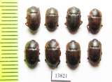 Nitidulidae sp.  Thailand - INSECTS-STORE.RU