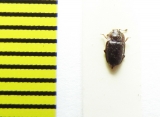 Epuraea silesiaca  Russia, Tver reg. - INSECTS-STORE.RU