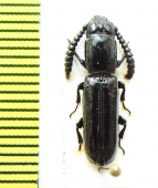 Passandridae sp.  Indonesia, Papua - INSECTS-STORE.RU