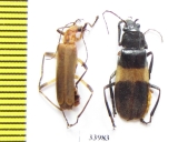 Cantharidae sp.  Panama - INSECTS-STORE.RU
