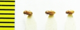 Cryptophagidae, Cryptophagus acutangulus  Belorussia - INSECTS-STORE.RU