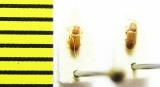 Cryptophagidae, Cryptophagus dorsalis  Belorussia - INSECTS-STORE.RU