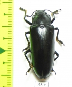 Erotylidae sp.  China, Guangxi prov. - INSECTS-STORE.RU