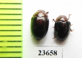 Erotylidae sp.  Indonesia, Sumatra - INSECTS-STORE.RU