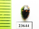 Erotylidae sp.  Indonesia, Sumatra - INSECTS-STORE.RU
