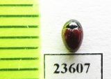 Erotylidae sp.  Malaysia - INSECTS-STORE.RU