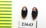 Erotylidae sp.  Malaysia - INSECTS-STORE.RU