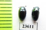 Erotylidae sp.  Malaysia, Borneo - INSECTS-STORE.RU