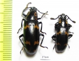 Erotylidae sp.  Malaysia, Borneo - INSECTS-STORE.RU