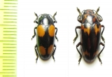 Erotylidae sp.  Malaysia, Borneo - INSECTS-STORE.RU