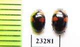 Erotylidae sp.  Myanmar - INSECTS-STORE.RU
