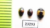Erotylidae sp.  Myanmar - INSECTS-STORE.RU