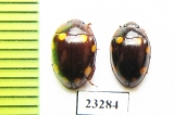 Erotylidae sp.  Myanmar - INSECTS-STORE.RU