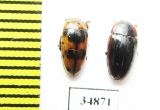 Erotylidae sp.  Peru - INSECTS-STORE.RU