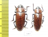 Erotylidae sp.  Peru - INSECTS-STORE.RU