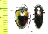 Erotylidae sp.  Peru - INSECTS-STORE.RU