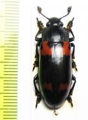 Erotylidae sp.  South Africa Rep. - INSECTS-STORE.RU