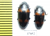 Erotylidae sp.  South Africa Rep. - INSECTS-STORE.RU