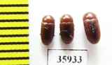 Erotylidae sp.  Tanzania - INSECTS-STORE.RU