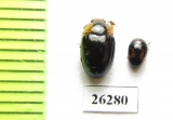 Erotylidae sp.  Vietnam - INSECTS-STORE.RU