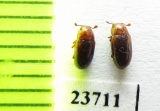 Dacne ? bipustulata  Russia, Far East - INSECTS-STORE.RU