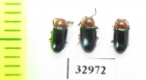 Triplax aeneus  Russia, Tver reg. - INSECTS-STORE.RU