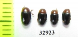 Triplax rufipes  Russia, Tver reg. - INSECTS-STORE.RU