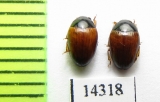 Tritoma mimetica  Canada - INSECTS-STORE.RU