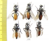 Asilidae, Choerades gilva, pair  Russia, Tver reg. - INSECTS-STORE.RU