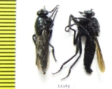 Asilidae sp.  Russia, Astrakhan reg. - INSECTS-STORE.RU