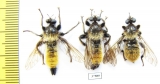 Asilidae, Laphria flava, pair  Russia, Tver reg. - INSECTS-STORE.RU