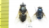 Diptera sp.  Ecuador - INSECTS-STORE.RU