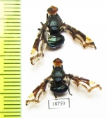 Diptera sp.  Indonesia, Sumatra - INSECTS-STORE.RU