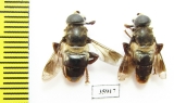 Diptera sp.  Tanzania - INSECTS-STORE.RU